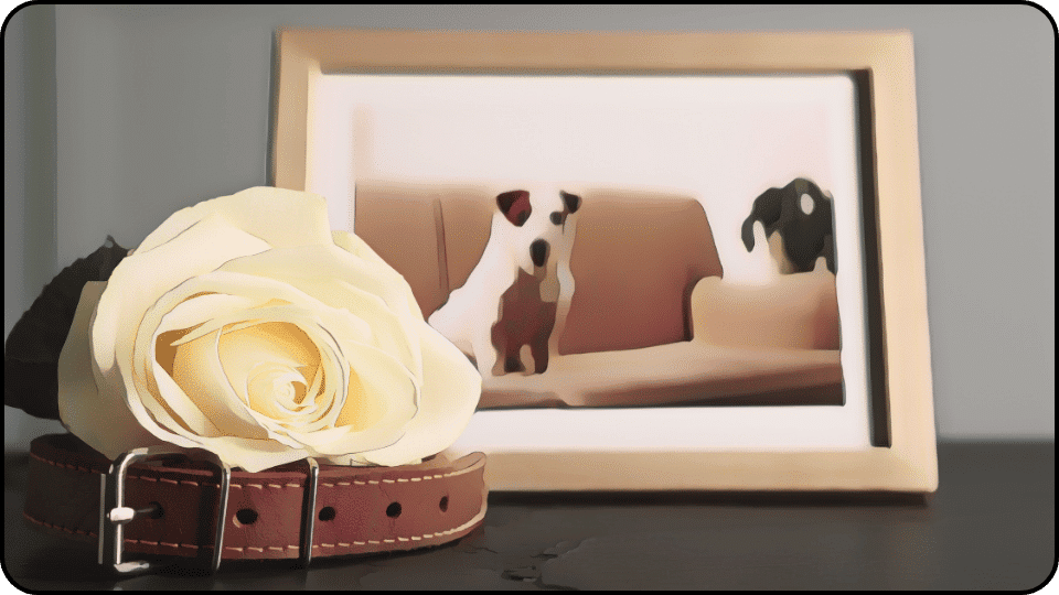 How deep to bury a dog A white rose sits on a table beside a framed photo of a dog creating a serene and loving atmosphere