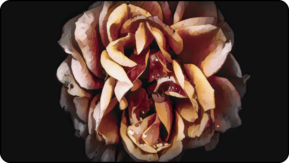 How deep to bury a dog Detailed close up of a rose displaying soft brown petals that create a striking and unusual appearance