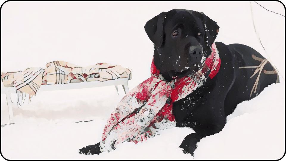 How to Insulate a Dog House A black dog happily wearing a red and white scarf showcasing its playful personality and stylish accessory