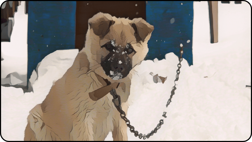 How to Insulate a Dog House A dog adorned with a chain around its neck appearing friendly and alert in a sunny outdoor setting