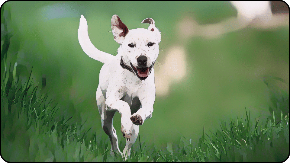 how to introduce a puppy to a dominant dog A lively white dog sprints across a grassy field embodying happiness and freedom in nature