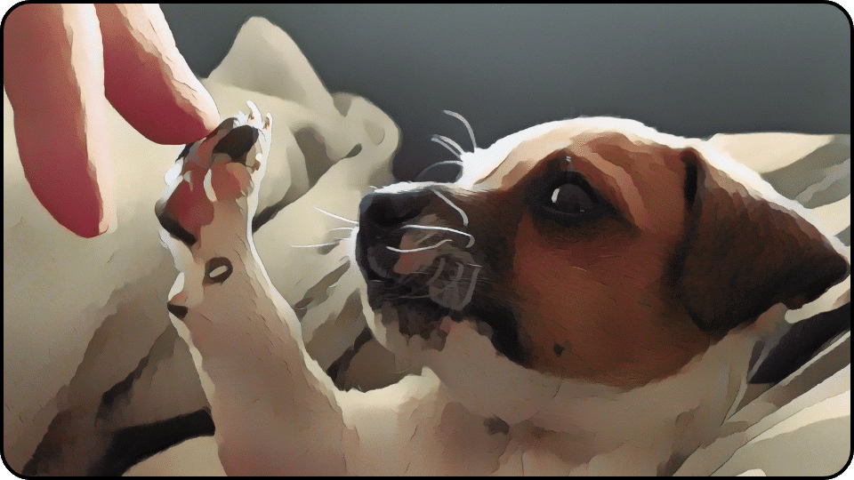 how to introduce a puppy to a dominant dog A playful dog stretching its paw towards a persons hand showcasing a moment of connection and affection