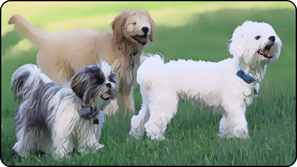 how to introduce a puppy to a dominant dog Three happy dogs standing together in a lush green field enjoying a sunny day outdoors