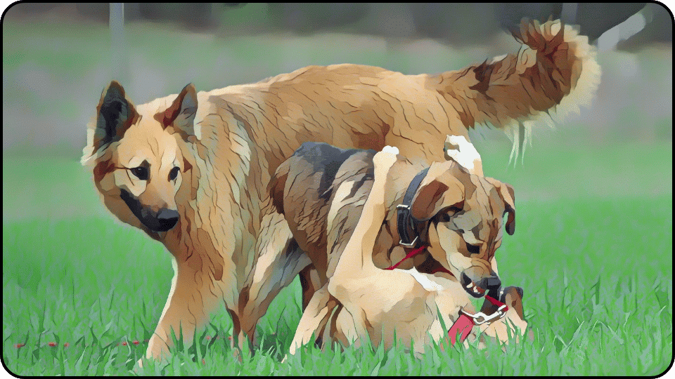 how to introduce a puppy to a dominant dog Two energetic dogs playfully romp in the grass showcasing their joy and friendship in a beautiful outdoor setting