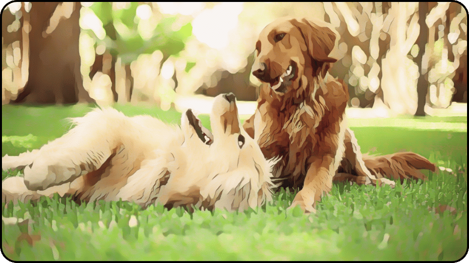 how to introduce a puppy to a dominant dog Two happy dogs resting on the grass soaking up the sun and enjoying each others company