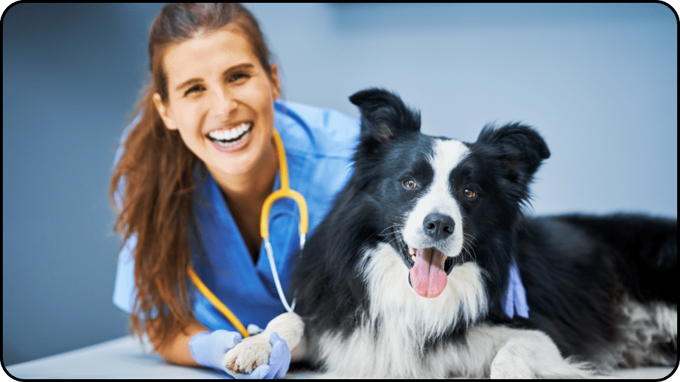 Alternatives to Aspirin for Dogs