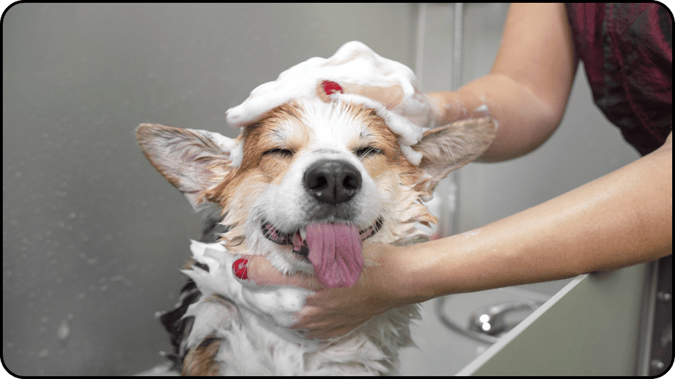 How Much Does It Cost to Groom a Dog A cheerful dog in a tub getting a thorough wash with bubbles and splashes all around