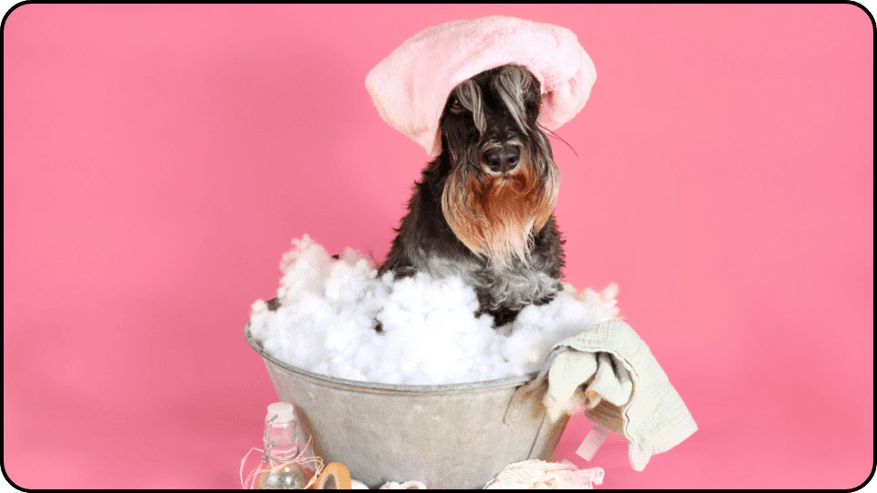 How Much Does It Cost to Groom a Dog A cute dog sitting comfortably in a bucket topped with a cozy towel looking relaxed and content