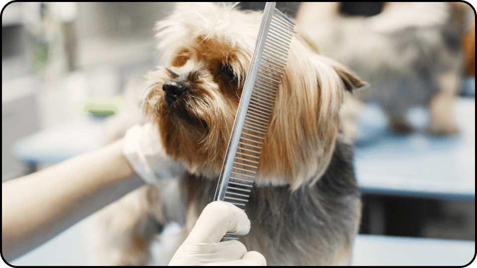 How Much Does It Cost to Groom a Dog A dog enjoys a grooming session with a person highlighting their affectionate relationship and the joy of pet care