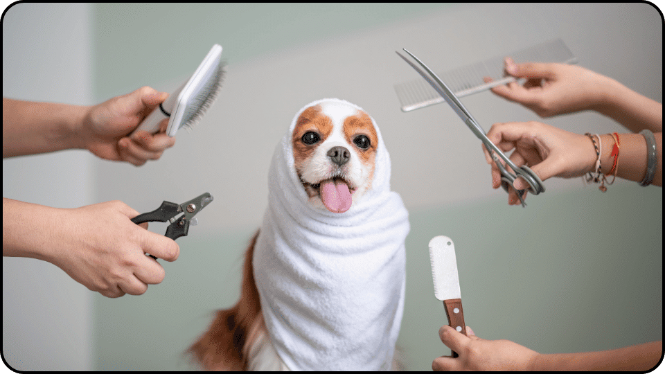 How Much Does It Cost to Groom a Dog A fluffy dog snuggled in a towel with scissors and a comb nearby looking adorable and ready for a pampering