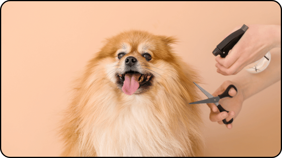 How Much Does It Cost to Groom a Dog A person gently grooms a dog showcasing a moment of care and bonding between them