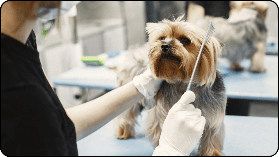 How Much Does It Cost to Groom a Dog A person gently trims the fur of a small dog showcasing a caring grooming moment between them