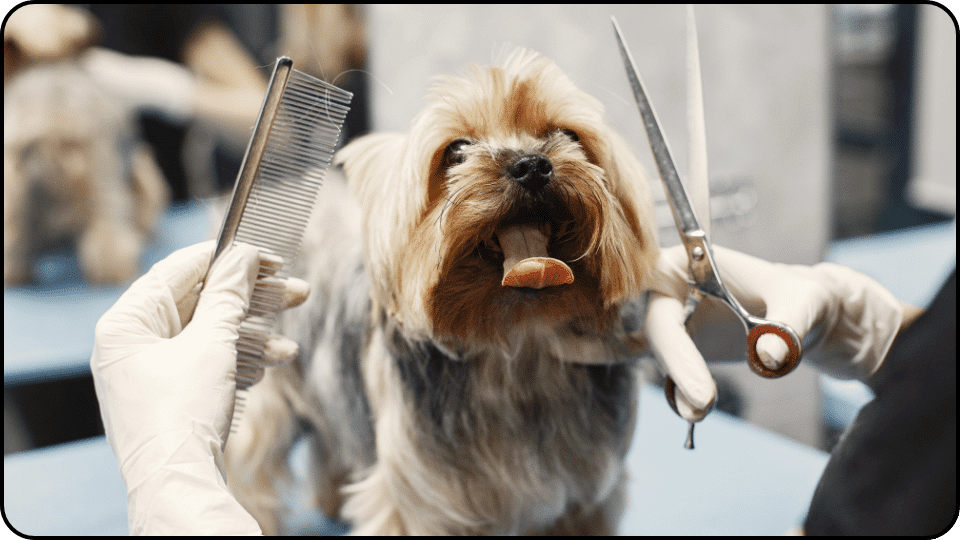 How Much Does It Cost to Groom a Dog A person is grooming a dog emphasizing the loving interaction and the dogs relaxed demeanor during the process