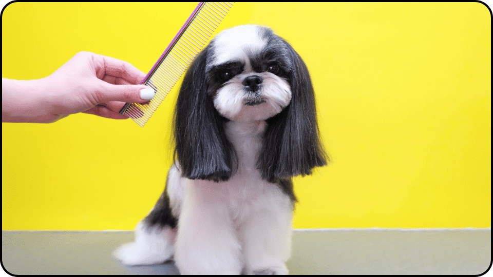 How Much Does It Cost to Groom a Dog A person uses a comb to groom a dog emphasizing the loving interaction during the grooming process