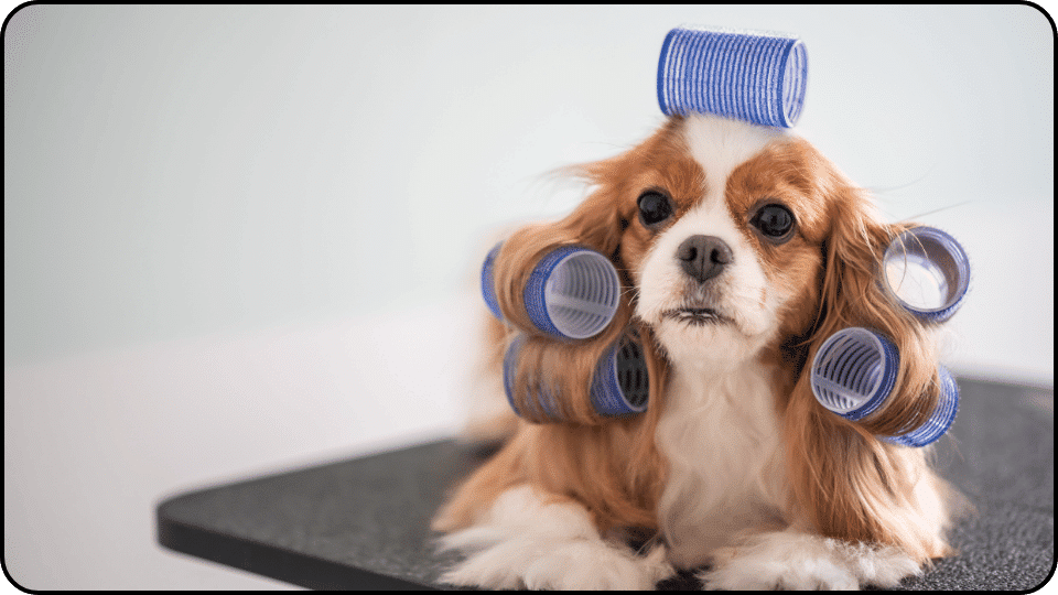 How Much Does It Cost to Groom a Dog A playful dog sporting blue hair rollers on its head looking adorable and ready for a fun day