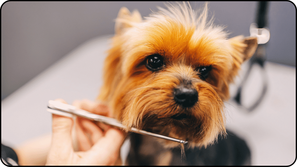How Much Does It Cost to Groom a Dog A small dog enjoys a grooming session with a person gently brushing its fur