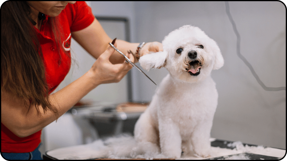 How Much Does It Cost to Groom a Dog A woman is grooming a white dog skillfully cutting its hair with scissors in a bright cheerful setting