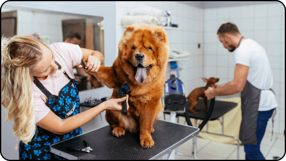 How Much Does It Cost to Groom a Dog A woman styles a dogs fur in a bright salon showcasing her grooming skills and the dogs playful demeanor