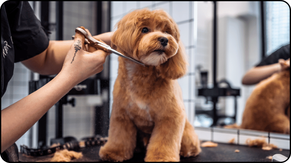 How Much Does It Cost to Groom a Dog In a cozy salon a woman lovingly grooms a dog highlighting the bond between pets and their groomers