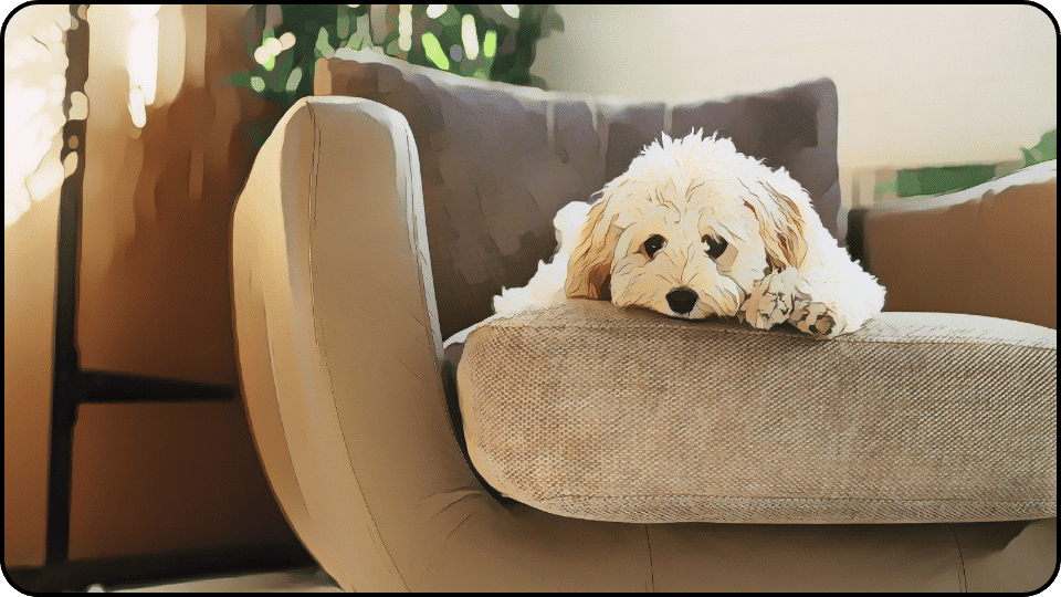 How to Get Dog Pee Out of Couch A content dog lounging on a sofa chair soaking up the comfort and warmth of its surroundings