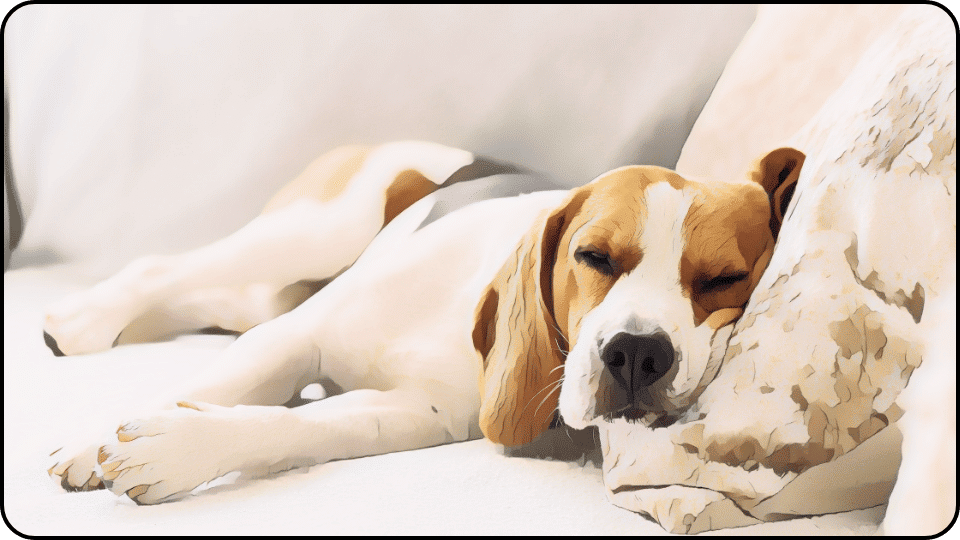 How to Get Dog Pee Out of Couch A content dog lounging on a soft couch soaking up the comfort of its cozy spot