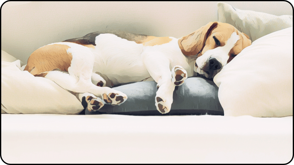 How to Get Dog Pee Out of Couch A cute dog napping comfortably on a fluffy pillow radiating tranquility and warmth