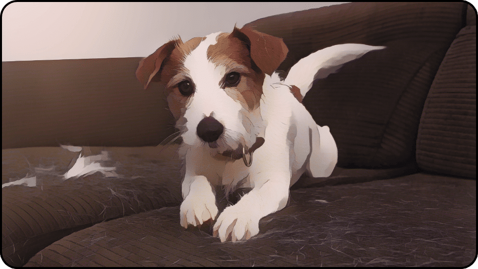 How to Get Dog Pee Out of Couch A fluffy dog with white and brown fur lounges comfortably on a couch looking content and