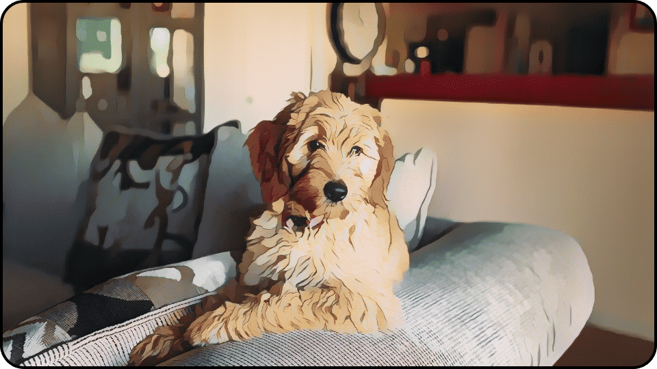 How to Get Dog Pee Out of Couch A playful dog sitting proudly on a couch looking content and ready for some fun
