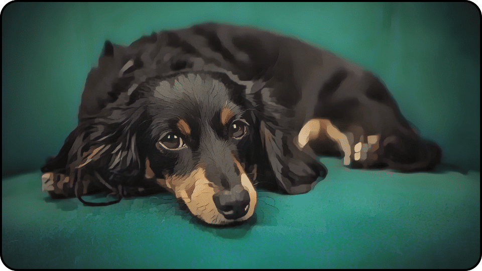 How to Get Dog Pee Out of Couch A relaxed dog lounging comfortably on a cozy blue couch enjoying a peaceful moment
