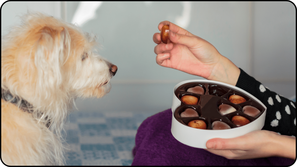 Identifying How Much Chocolate Your Dog Ate