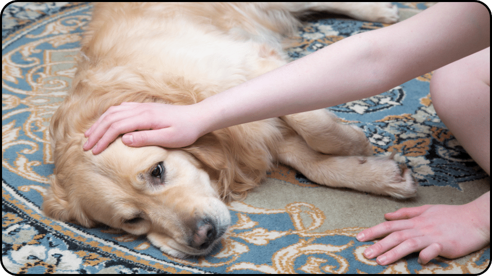 Maintaining a Healthy Human Animal Bond 1
