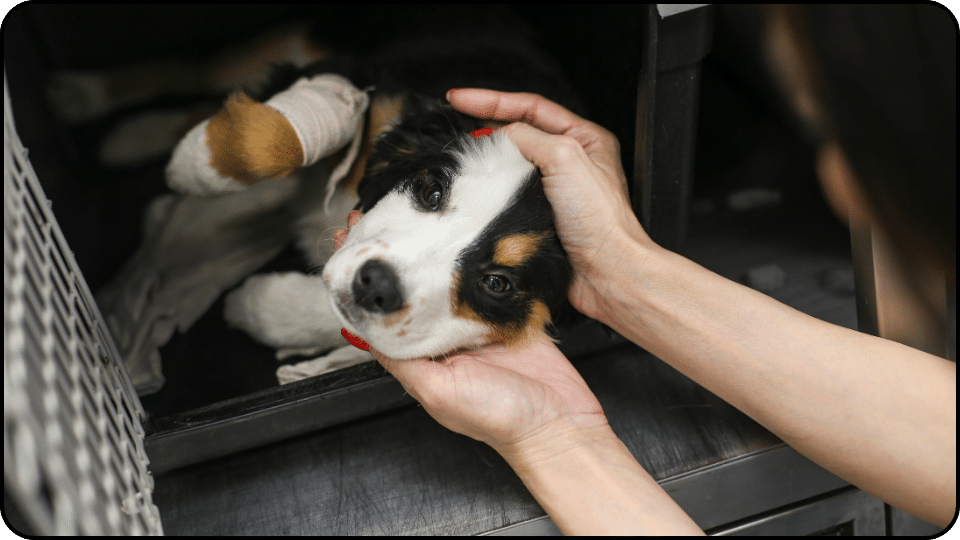 Maintaining a Healthy Human Animal Bond 2