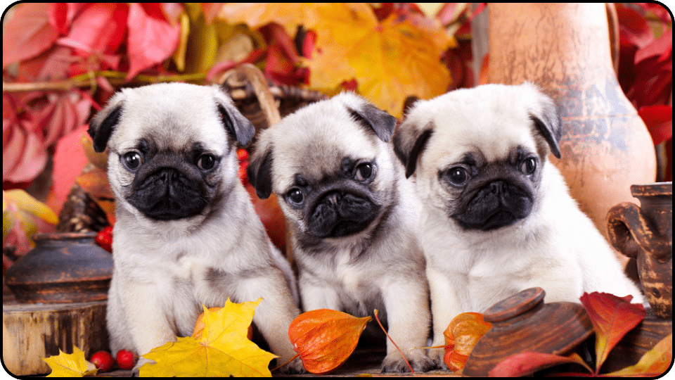 Mixing aspirin with your dog’s food can help ensure they take the medication without resistance