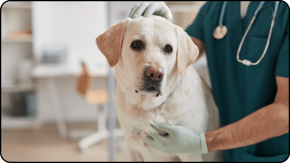 Prescribe Aspirin to Your Dog