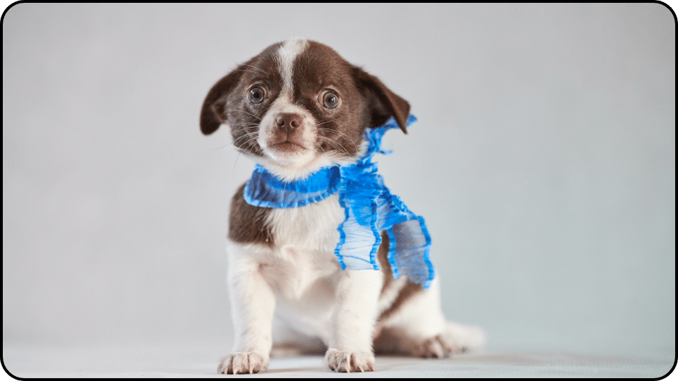 Prescribing aspirin to your dog involves more than just knowing the correct dosage