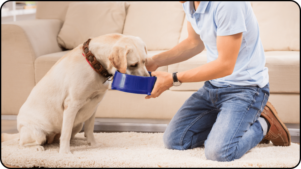 Proper Aspirin Dosage for Dogs