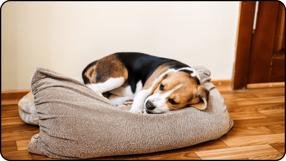 Signs It May Be Time to Consider Euthanasia