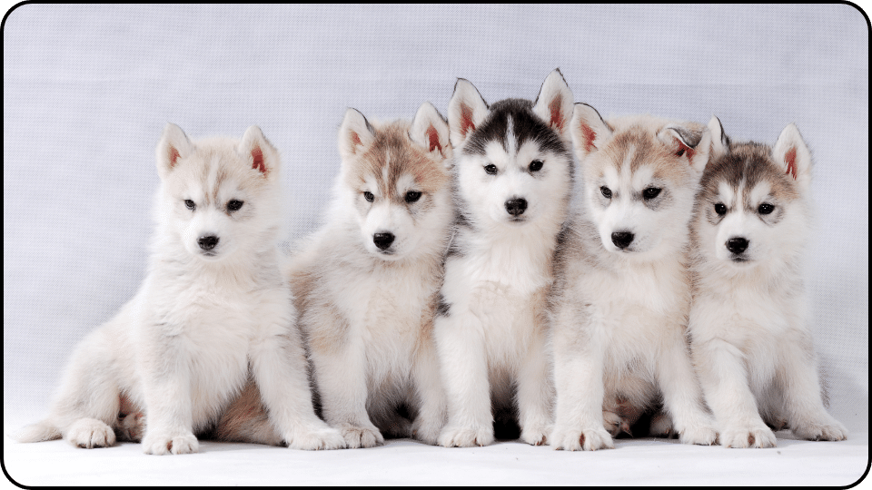 The potential for serious side effects underscores the importance of using aspirin under veterinary guidance