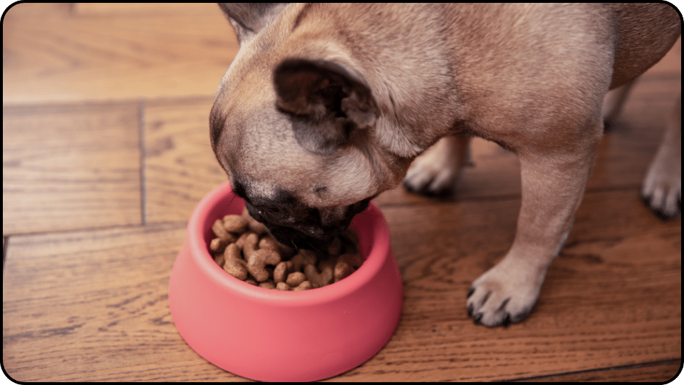 The recommended dosage of aspirin for adult dogs is typically 5-10 mg per pound of body weight, administered twice daily