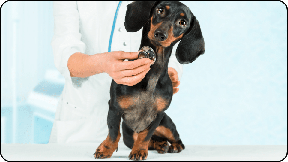 Understanding Aspirin for Dogs