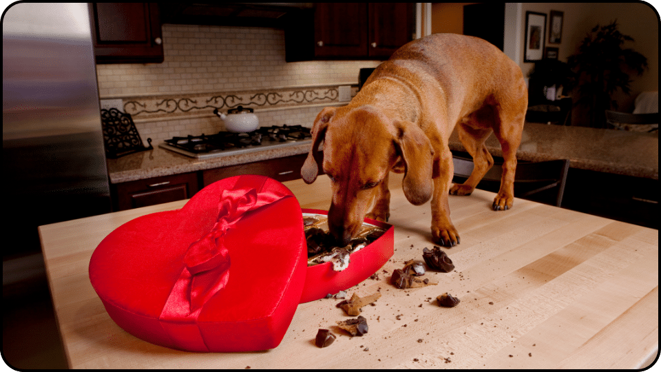 Understanding the Risks When Your Dog Eats Chocolate