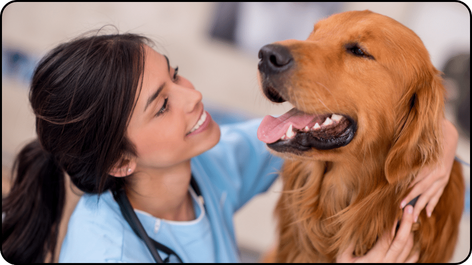 Veterinary-Approved NSAIDs