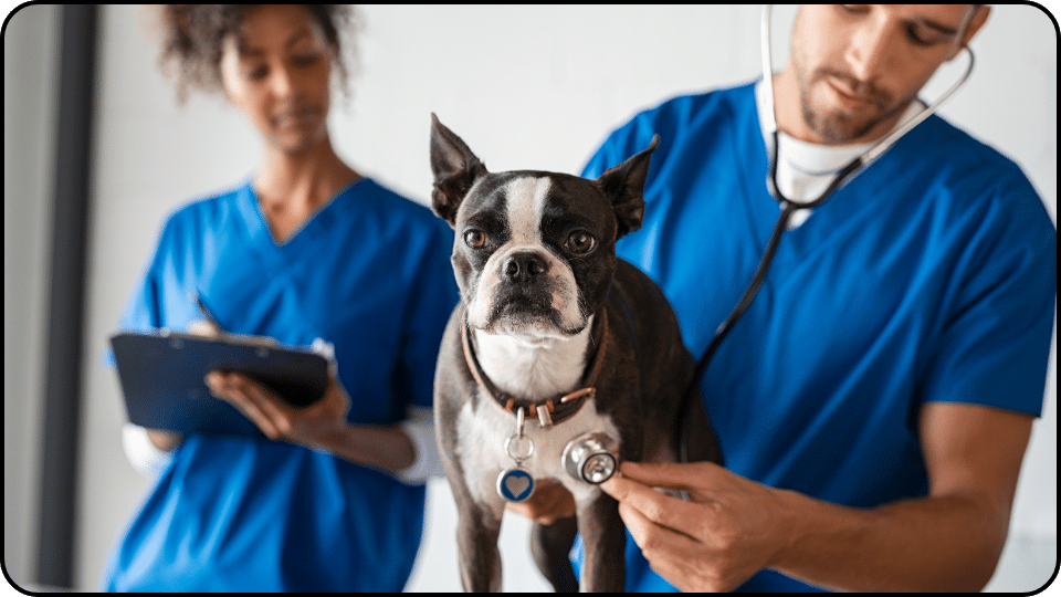 What are the signs of an aspirin overdose in dogs