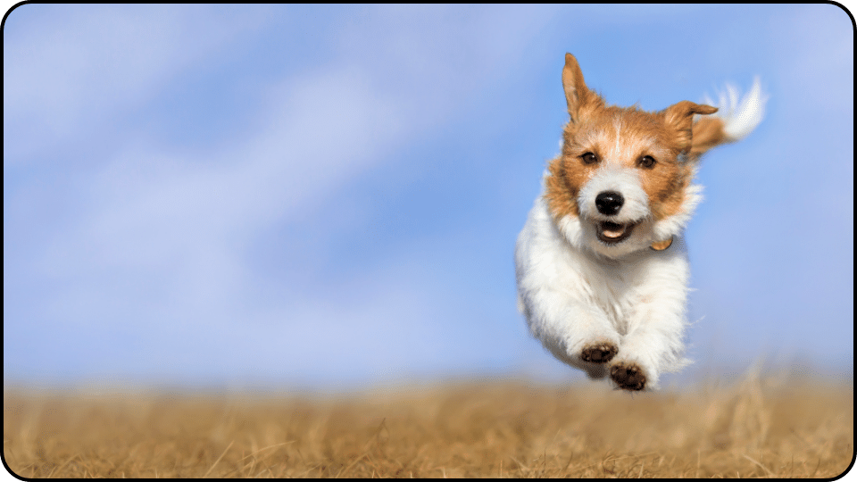 What should I do if my dog has a pre-existing health condition