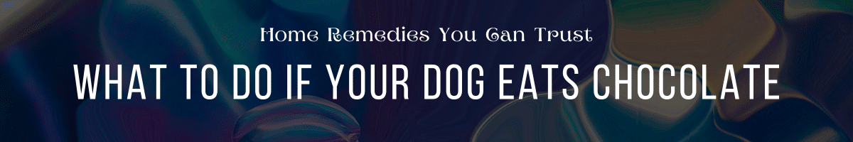 What to Do If Your Dog Eats Chocolate Home Remedies You Can Trust