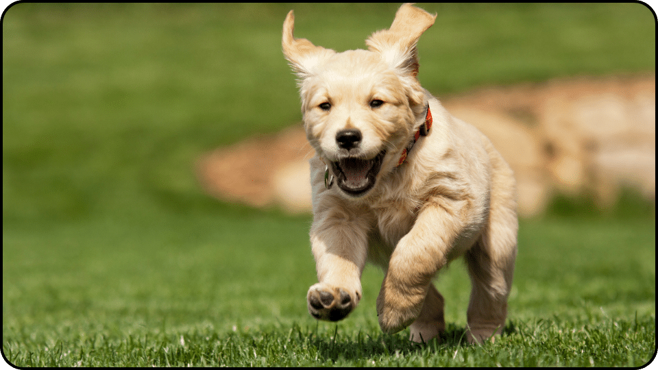 Young puppies and older dogs may require lower doses and careful monitoring to prevent adverse reactions