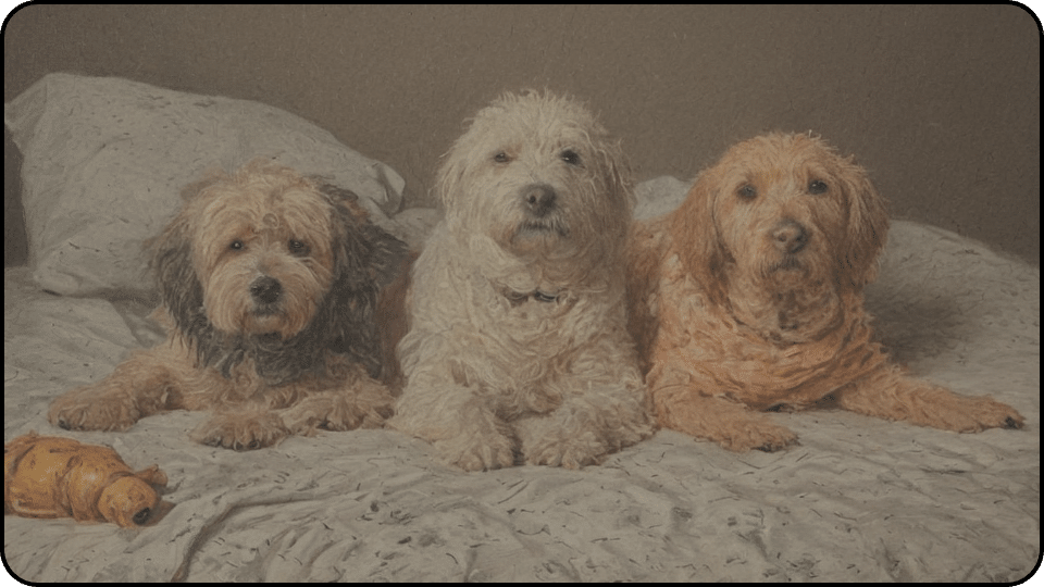 how to make a dog with a slipped disc comfortable 3 dogs on the bed
