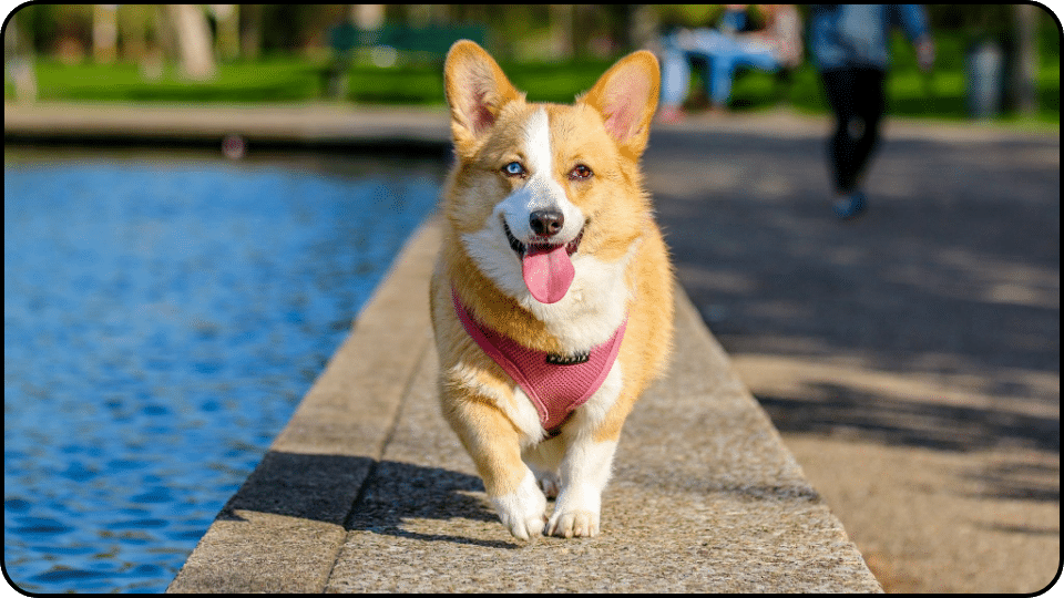 how to make a dog with a slipped disc comfortable healthy