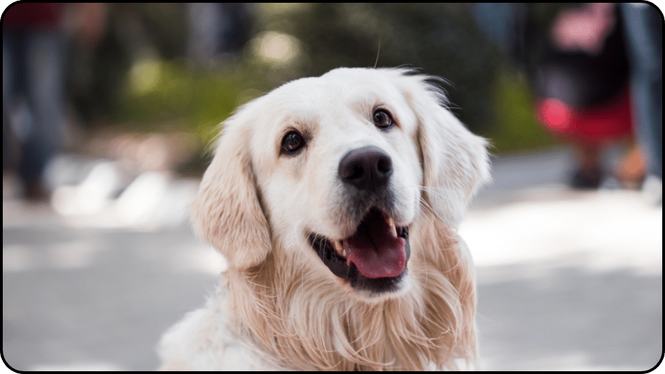how to make a dog with a slipped disc comfortable looking at me