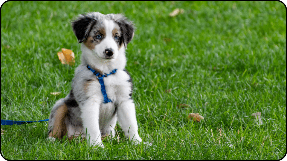 how to make a dog with a slipped disc comfortable seating down on lawn